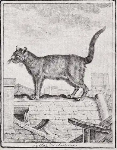 Le Chat des Chartreux - domestic cat Hauskatze chat / Tiere animals animaux