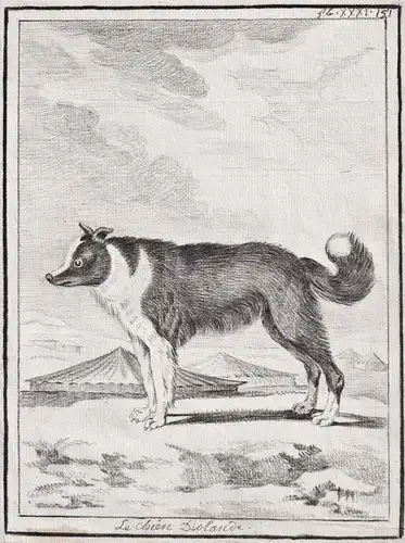 Le Chien d'Islande - Islandhund Icelandic Sheepdog / dog Hund chien Hunde dogs chiens