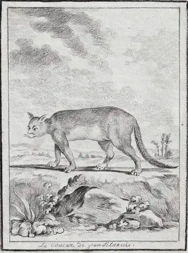 Le Coucar de Pansilvanie - Puma Cougar Pennsylvania Raubkatze Katze big cat Raubtier predator / Tiere animals