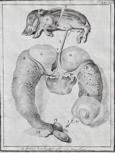 Le foetus enveloppée par un membrane - wild boar Wildschwein Schwein Suckling pig Spanferkel / Anatomie anatom