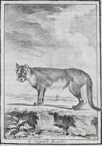 Le Cougard femelle - Puma Cougar Raubkatze Katze big cat Raubtier predator / Tiere animals animaux