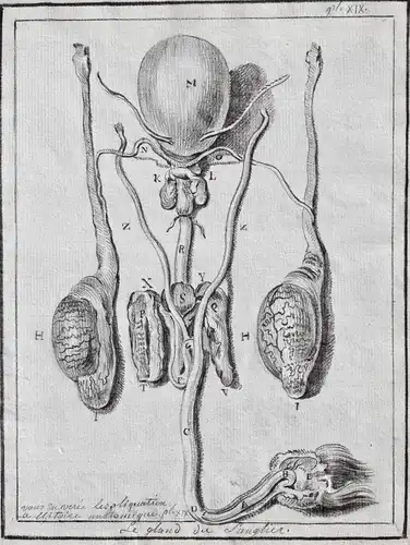 Le gland du sanglier - Innereien organs / wild boar Wildschwein pig Schwein pigs Wildschweine / Tiere animals