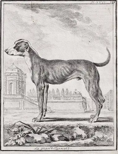 Le grand danois - Great Dane Dogge / dog Hund chien Hunde dogs chiens