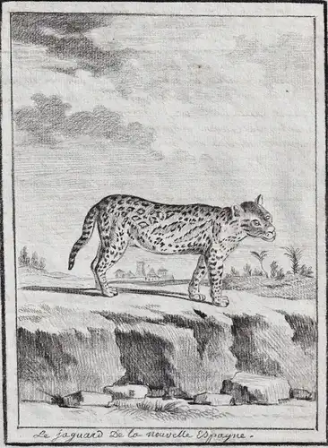 Le Jaguar de la Nouvelle Espagne - Raubkatze Katze big cat Raubtier predator / Tiere animals animaux