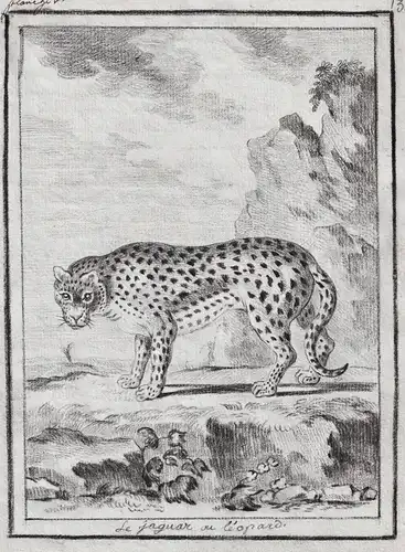 Le Jaguar ou Leopard - Raubkatze Katze big cat Raubtier predator / Tiere animals animaux