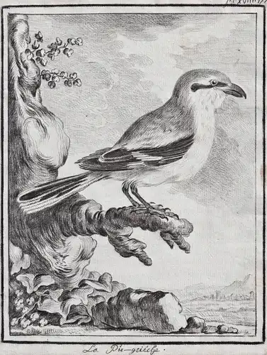 La Pie-grieche - Raubwürger grey shrike Pie-grièche grise / Vogel Vögel birds bird oiseaux oiseau