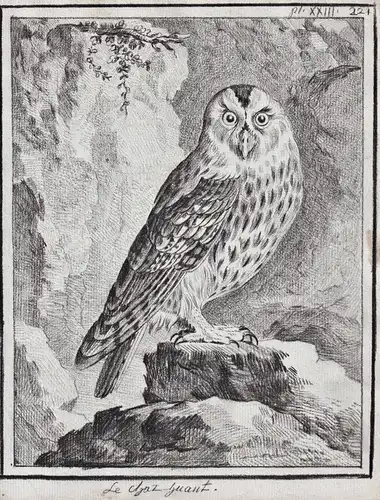 Le Chat-Huant - Waldkauz Kauz Eule Uhu Eulen tawny owl / Vogel Vögel birds bird oiseaux oiseau