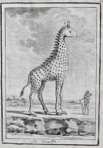 La Giraffe - Giraffe giraffes / Tiere animals animaux