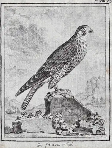 Le faucon-Sort - Falke Falken Falconidae falcon Falke Greifvögel Greifvogel / Vogel Vögel bird of prey bird oi