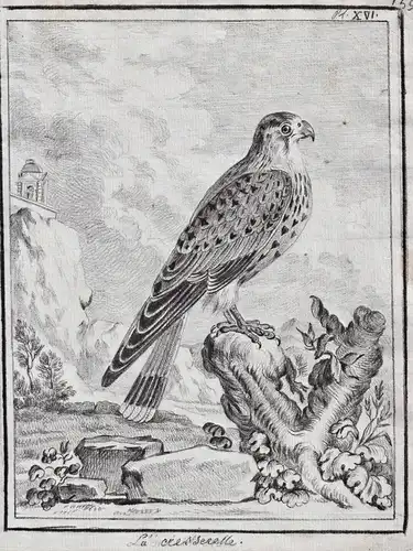 La cresserelle - Turmfalke kestrel Faucon Falke Falken Falconidae falcon Greifvögel Greifvogel / Vogel Vögel b