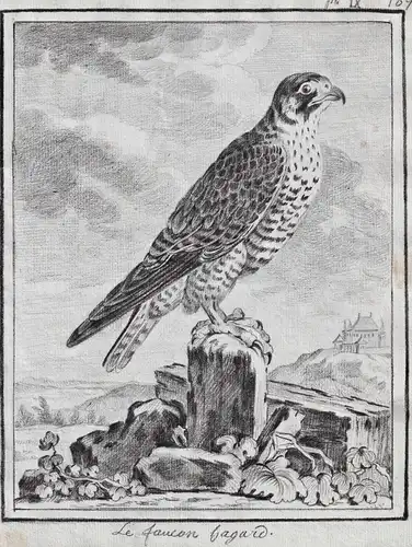 Le faucon Hagard - Falke Falken Falconidae falcon Falke Greifvögel Greifvogel / Vogel Vögel bird of prey bird