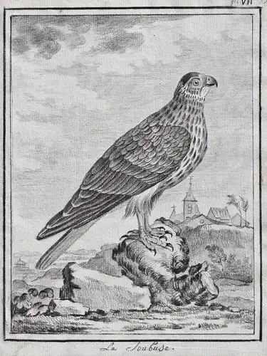 La Soubuse - Bussard Bussarde Buteo Habicht Falco Falke Falken Falconidae Greifvögel Greifvogel / Vögel birds