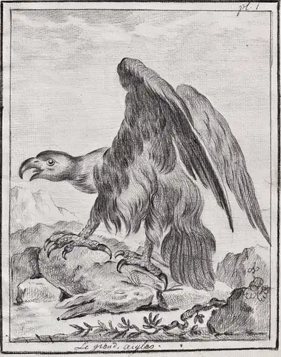 Le grand aigles - Adler eagle / Vögel birds Vogel bird oiseaux