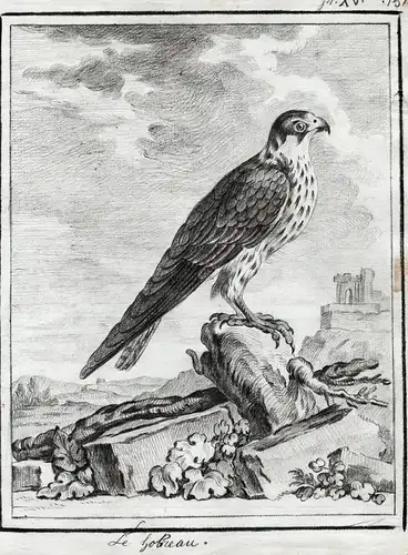 Le hobreau - Faucon Falke Falken Falconidae falcon Falke Greifvögel Greifvogel / Vogel Vögel bird of prey bird