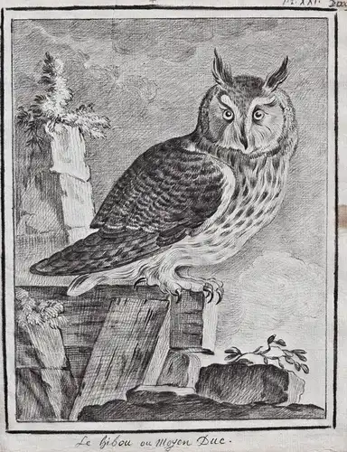 Le hibou ou moyen Duc - Waldohreule Eule Uhu Eulen eagle-owl Hibou grand-duc Bubo bubo  / Vogel Vögel birds bi