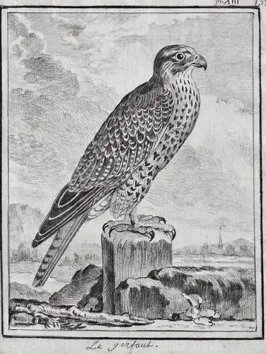 Le gerfaut - Gerfalke Gyrfalcon falcon Falke Greifvögel Greifvogel / Vogel Vögel bird of prey bird oiseaux ois