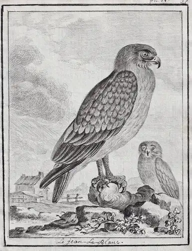 Le jean-le-Blanc - Schlangenadler short-toed snake eagle Adler Greifvögel Greifvogel / Vögel birds Vogel bird