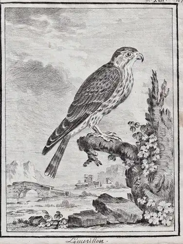 L'emerillon - Merlin Faucon Falke Falken Falconidae falcon Greifvögel Greifvogel / Vogel Vögel bird of prey bi
