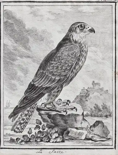 Le Sacre - Falke Falken Falconidae falcon Greifvögel Greifvogel / Vogel Vögel bird of prey bird oiseaux oiseau