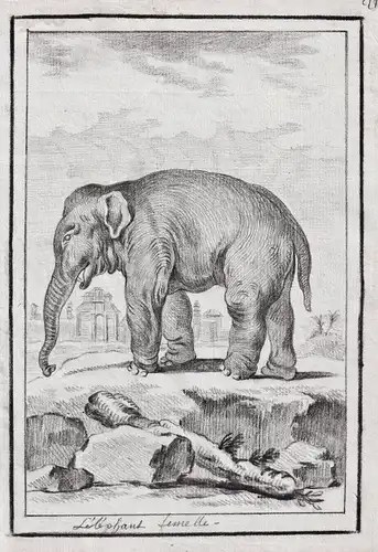 L'elephant femelle - female elephant Elefant elephants / Tiere animals animaux