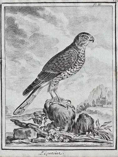 L'Epervier - Sperber sparrowhawk Bussard Bussarde Buteo Habicht Falcon Falke Falken Falconidae Greifvögel Grei