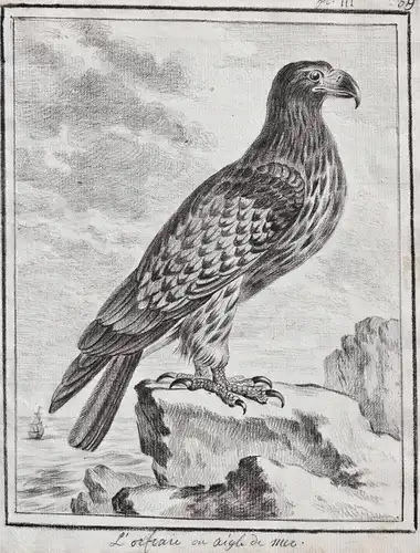 L'Orfraie ou Aigle de Mer - Seeadler White-tailed eagle Adler Eagle Greifvögel Greifvogel / Vögel birds Vogel