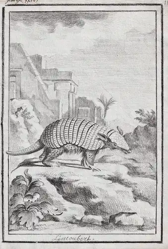 L'Encoubert - Gürteltier armadillo Dasypus / Amerika America / Tiere animals animaux zum Artikel