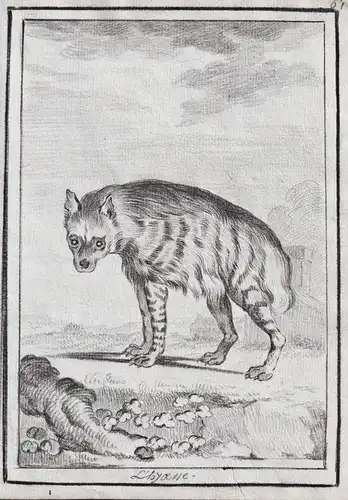L'Hyaene - Hyäne Hyena hyaenas / Tiere animals animaux
