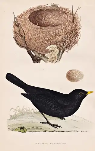 Merle noir. - Amsel blackbird / Vögel Vogel birds bird oiseaux