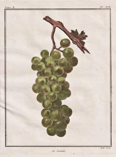 Le Gouais - Heunisch grapes Weintrauben Trauben / Frankish and Hunnic grape varieties / Botanik botanical bota