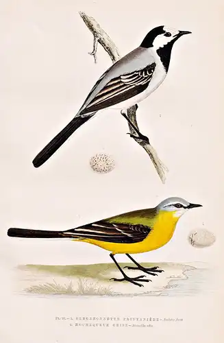 I. Bergeronnette printaniere. 2. Hochequeue Grise. - Schafstelze Western yellow wagtail / Vögel Vogel birds b