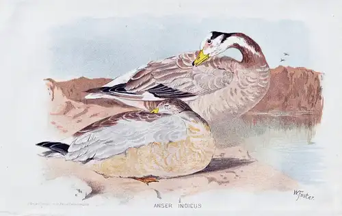 Anser indicus - Streifengans Indische Gans Bar-headed goose geese / Vögel Vogel birds bird