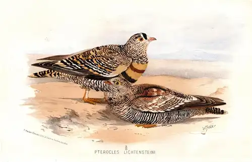 Pterocles Lichtensteini - Wellenflughuhn Lichtenstein's sandgrouse / Vögel Vogel birds bird