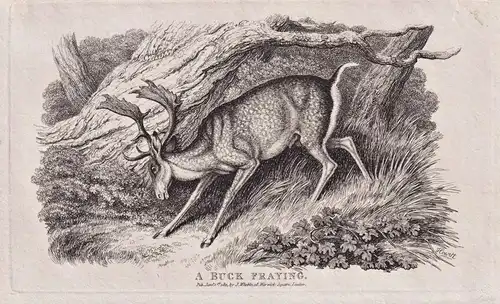 A Buck Fraying - Bock Hirsch deer Hirsche / animals Tiere animaux / Zoologie