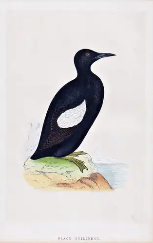 Black Guillemot - tystie Gryllteiste / Vögel Vogel bird birds oiseaux oiseau
