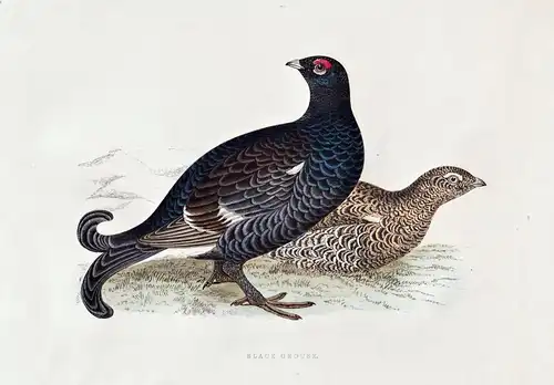 Black Grouse - Birkhuhn / Vögel Vogel bird birds oiseaux oiseau