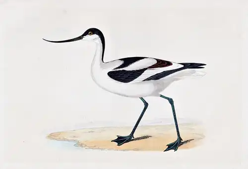 Avocet - Säbelschnäbler / Vögel Vogel bird birds oiseaux oiseau