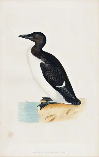 Brunich's Guillemot - Thick-billed murre Dickschnabellumme / Vögel Vogel bird birds oiseaux oiseau
