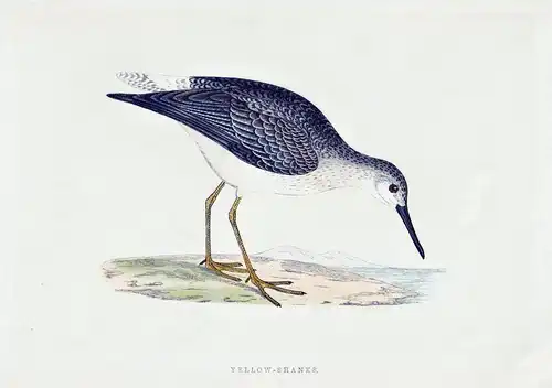 Yellow-shanks - Tüpfelgelbschenkel Greater yellowlegs / Vögel Vogel bird birds oiseaux oiseau