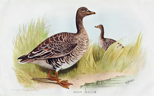Anser segetum - Saatgans Gans Gänse Bean goose geese / Vögel Vogel birds bird