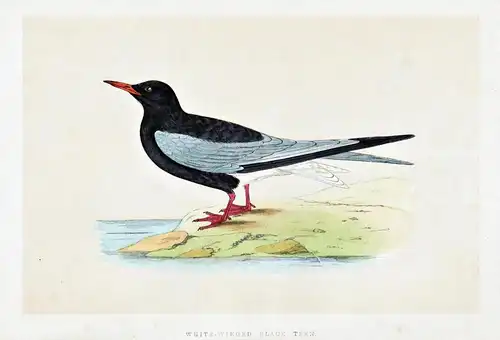 White-Winged Black Tern - white-winged tern Weißflügelseeschwalbe / Vögel Vogel bird birds oiseaux oiseau