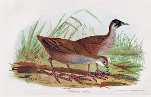 Porzana Akool - Brown crake Zapornia akool / Vögel Vogel birds bird
