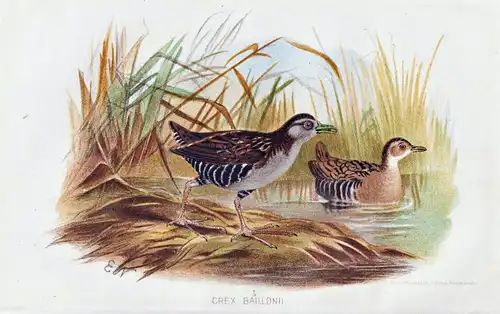 Crex Baillonii - Zwergsumpfhuhn Baillon's crake / Vögel Vogel birds bird