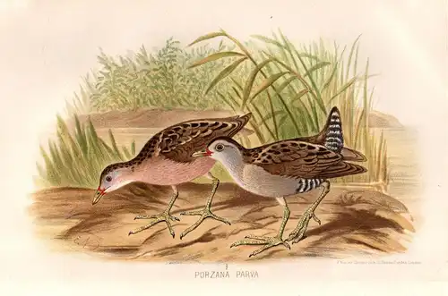 Porzana parva - Kleinsumpfhuhn Little crake / Vögel Vogel birds bird