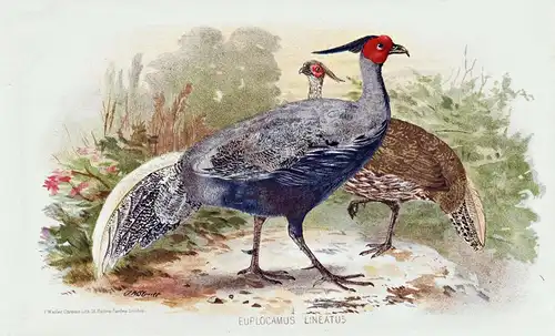 Euplocamus lineatus - pheasant Fasan pheasants Fasane / Vögel Vogel birds bird