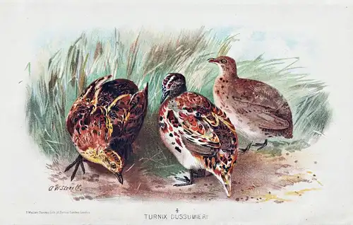 Turnix Dussumieri - Small Buttonquail Laufhühnchen / Vögel Vogel birds bird