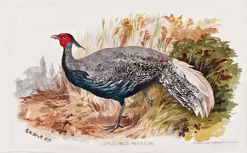 Euplocamus Andersoni - Anderson's Pheasant Fasan / Vögel Vogel birds bird