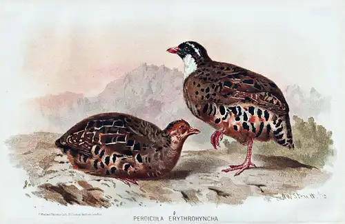 Perdicula erythrohyncha - Painted bush quail Wachtel / Vögel Vogel birds bird
