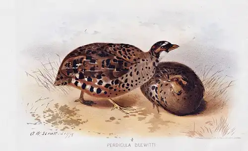 Perdicula Blewitti - Northern Painted Bush Quail Wachtel / Vögel Vogel birds bird