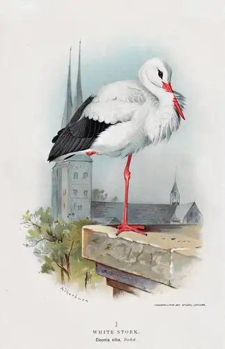 White Stork - Weißstorch / Vögel Vogel birds bird
